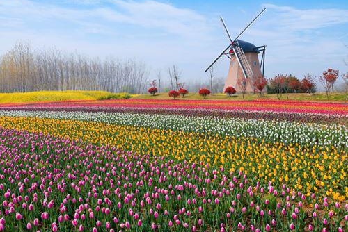 Dafeng Holland Flower Sea